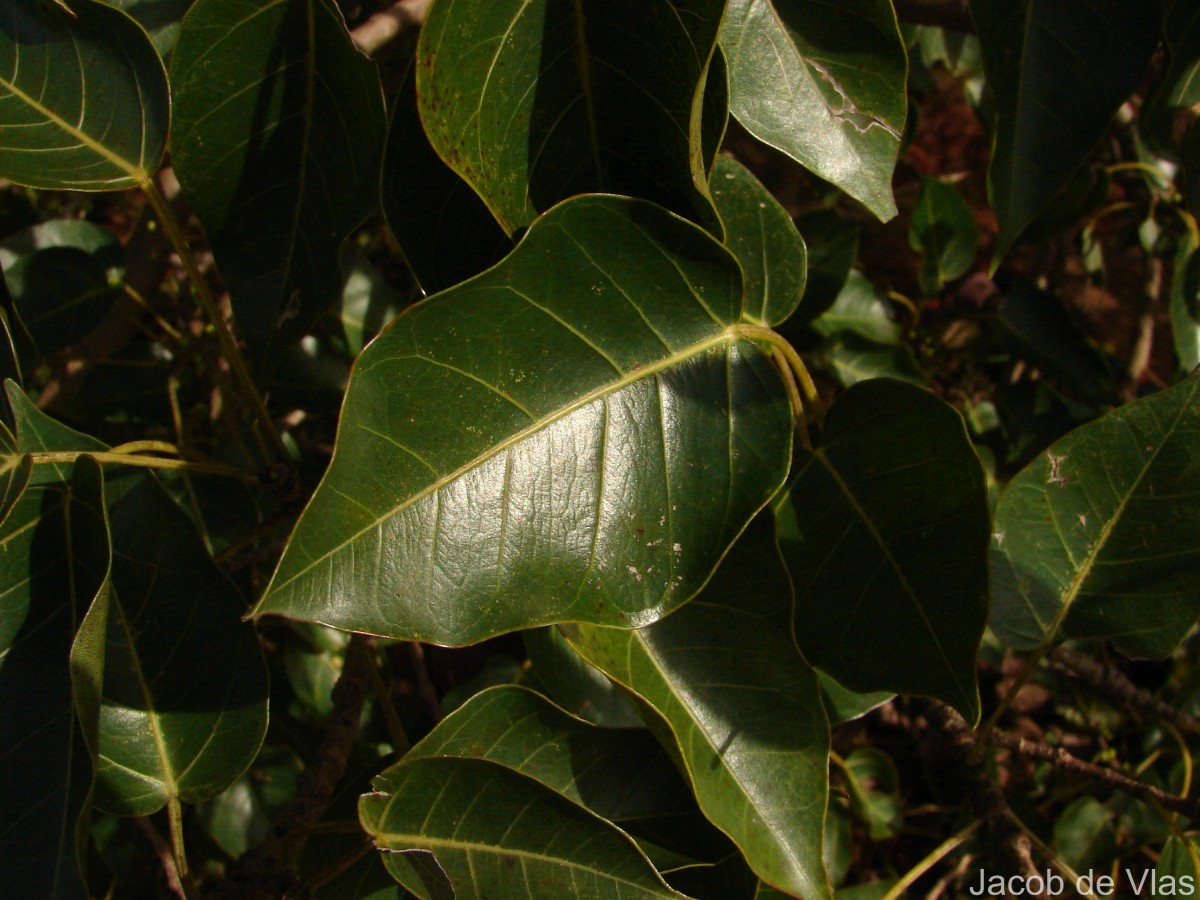 Ficus arnottiana (Miq.) Miq.